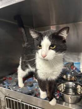 Domestic Short Hair Cats Available for Adoption in Lafayette, Indiana - Clover | PetCurious