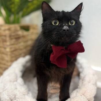 Star Fluffy Princess -  Bombay and Domestic Medium Hair Cat for Adoption in Friendswood, Texas - Star Fluffy Princess | PetCurious