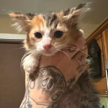 Cilantro C11670 -  Domestic Medium Hair Cat for Adoption - Cilantro C11670 | PetCurious