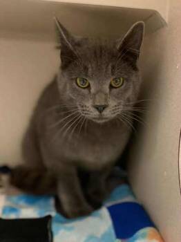 Rescue Domestic Short Hair Cats for Adoption in Bowling Green, Kentucky - Grayson | PetCurious
