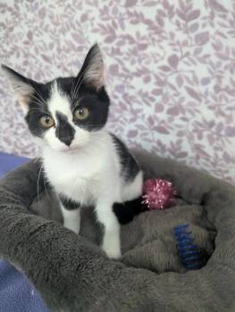 Comet -  American Shorthair Cat for Adoption in Ellijay, Georgia - Comet | PetCurious