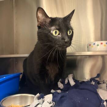 Domestic Short Hair Cats Available for Adoption in Springfield, Illinois - Pickle | PetCurious