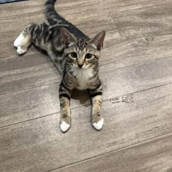 Leo and Grace - Bonded Siblings -  Domestic Short Hair Cat for Adoption in Rochester, Massachusetts - Leo And Grace - Bonded Siblings | PetCurious