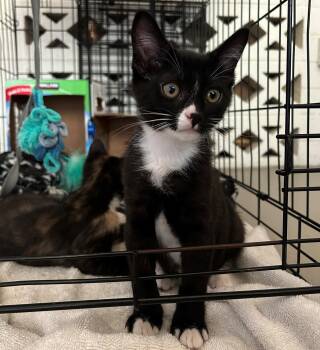 Domestic Short Hair Cats Available for Adoption in Phoenix, Arizona - Liam | PetCurious