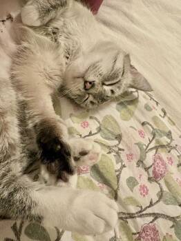 Domestic Short Hair Cats Available for Adoption in Minneapolis, Minnesota - Bianca Neve | PetCurious