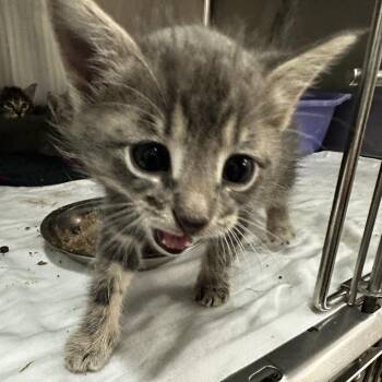 Larry -  Domestic Short Hair Cat for Adoption in Manhattan, Kansas - Larry | PetCurious