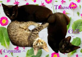 Domestic Short Hair Cats Available for Adoption - Tabasco *kitten* | PetCurious