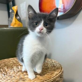 Guppy -  Domestic Short Hair Cat Available for Adoption in Talent, Oregon - Guppy | PetCurious