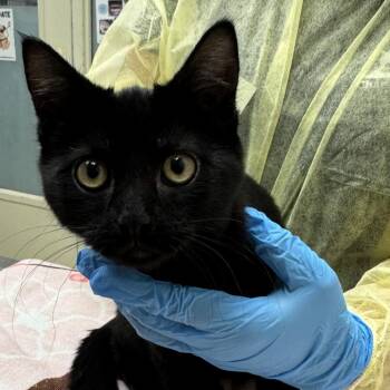 Shylo -  Domestic Short Hair Cat for Adoption in Murray, Utah - Shylo | PetCurious