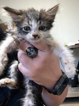 Rescue Domestic Medium Hair Cats for Adoption in Tulare, California - Fallout Boy | PetCurious