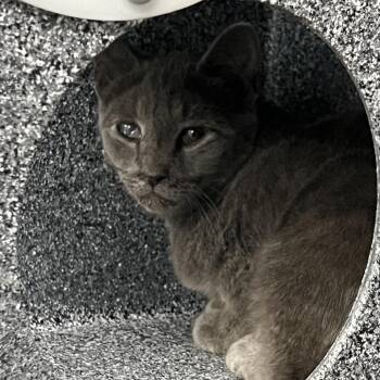 Pea -  Domestic Short Hair Cat for Adoption in Greensboro, North Carolina - Pea | PetCurious