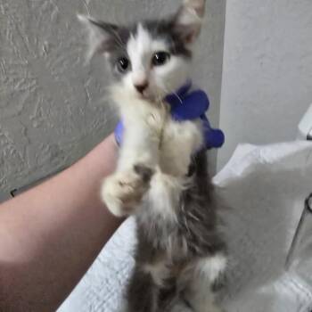 Boink -  Domestic Medium Hair Cat for Adoption in Leander, Texas - Boink | PetCurious