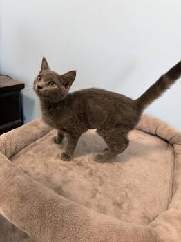 Ashlyn JN -  Domestic Short Hair Cat for Adoption in Greenville, South Carolina - Ashlyn JN | PetCurious
