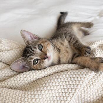 Jem -  Domestic Short Hair Cat for Adoption in Los Angeles, California - Jem | PetCurious