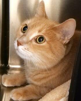 Leo Howard -  Domestic Short Hair Cat for Adoption in Fishers, Indiana - Leo Howard | PetCurious