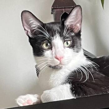 Tootsie Roll -  Domestic Short Hair Cat for Adoption in San Diego, California - Tootsie Roll | PetCurious
