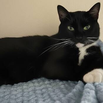 Stash -  Domestic Short Hair Cat for Adoption in Blasdell, New York - Stash | PetCurious