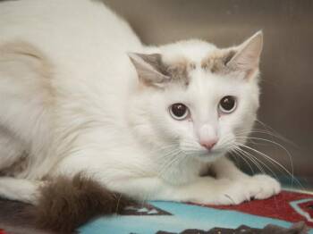 ANGEL -  Domestic Long Hair Cat for Adoption in Phoenix, Arizona - ANGEL | PetCurious
