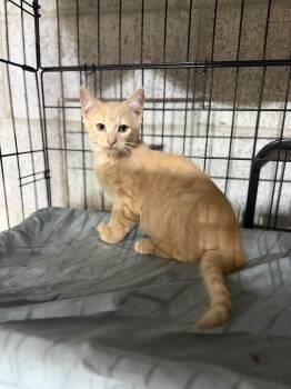 Hailey -  Domestic Short Hair Cat for Adoption in Salamanca, New York - Hailey | PetCurious