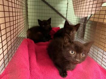 FELIX -  Domestic Short Hair Cat for Adoption in Tustin, California - FELIX | PetCurious