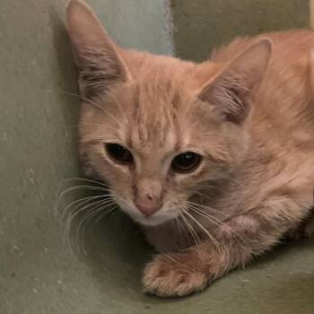 Calabaza -  Domestic Short Hair Cat for Adoption in Norman, Oklahoma - Calabaza | PetCurious