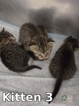 Domestic Short Hair Cats Available for Adoption in Rocky Mount, North Carolina - Kitten 3 | PetCurious