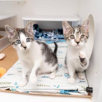 Kim Possible -  Domestic Short Hair Cat for Adoption in New York, New York - Kim Possible | PetCurious