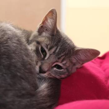 Lefty -  Domestic Short Hair Cat for Adoption in Briarcliff Manor, New York - Lefty | PetCurious