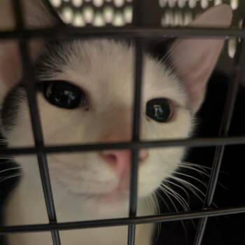 Coffee Mate -  Domestic Short Hair Cat for Adoption in Charlottesville, Virginia - Coffee Mate | PetCurious