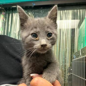 Domestic Short Hair Cats Available for Adoption in Lake Jackson, Texas - Winnie | PetCurious