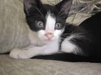 Turbo -  Domestic Short Hair Cat for Adoption in Brandon, Florida - Turbo | PetCurious