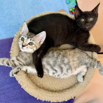 Mrs. Witherspoon (bonded with Jeremiah) -  Domestic Short Hair Cat Available for Adoption in Wilmington, Delaware - Mrs. Witherspoon (bonded With Jeremiah) | PetCurious