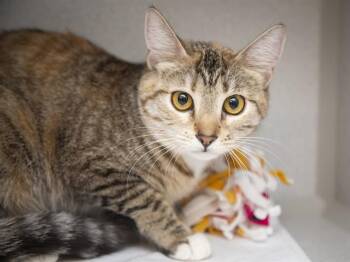 MINI ME -  Domestic Short Hair Cat for Adoption in Phoenix, Arizona - MINI ME | PetCurious