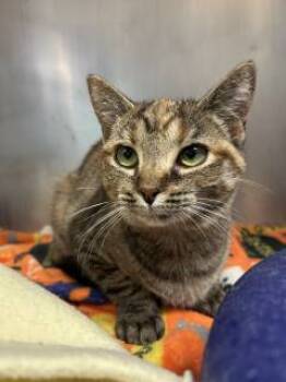 Rescue Domestic Short Hair Cats for Adoption in North Street, Michigan - Samoa (sponsored) | PetCurious