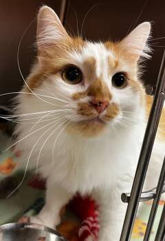 Domestic Long Hair Cats Available for Adoption - Otis | PetCurious