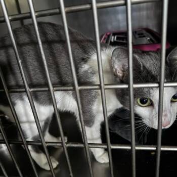 Domestic Short Hair Cats Available for Adoption in Abingdon, Maryland - 0226-56 Kira | PetCurious