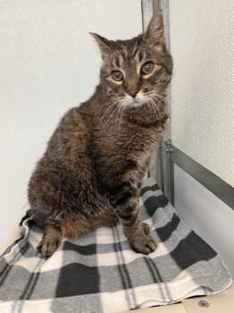 Dakota -  Domestic Short Hair Cat for Adoption in Gillette, Wyoming - Dakota | PetCurious