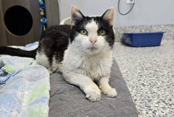 Linda -  Domestic Short Hair Cat for Adoption in Blaine, Minnesota - Linda | PetCurious