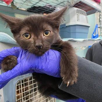 20260722-B4 Bella -  Domestic Short Hair Cat for Adoption in Chehalis, Washington - 20260722-B4 Bella | PetCurious