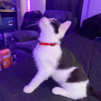 Rescue Domestic Short Hair Cats for Adoption in Evanston, Illinois - Shale | PetCurious