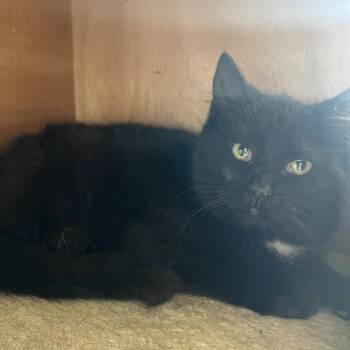 Domestic Short Hair Cats Available for Adoption - Lucky | PetCurious