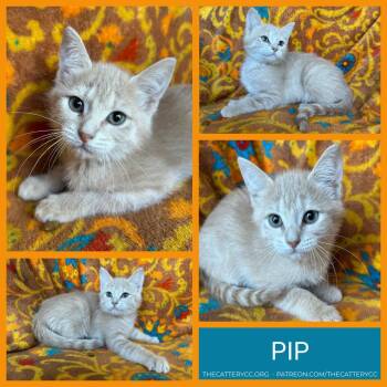 Pip -  Domestic Short Hair Cat for Adoption in Corpus Christi, Texas - Pip | PetCurious