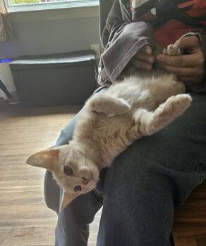 Sugar(Ronnie), Willow Grove, (FCID 08/11/2026-121) -  Domestic Short Hair Cat for Adoption in Greenville, Delaware - Sugar(Ronnie), Willow Grove, (FCID 08/11/2026-121) | PetCurious