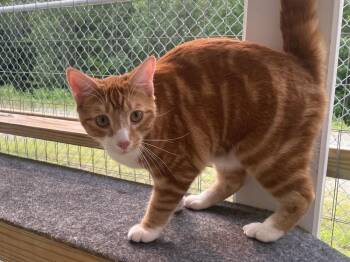 Mango Joe -  Domestic Short Hair Cat for Adoption in Trenton, Maine - Mango Joe | PetCurious