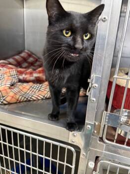 Rescue Domestic Medium Hair Cats for Adoption in Virginia, Minnesota - Shifty | PetCurious