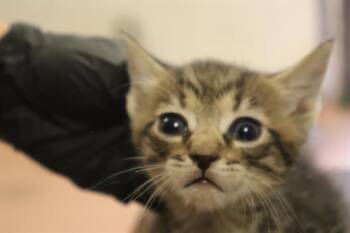 TUCKER -  Domestic Short Hair Cat for Adoption in Columbia, South Carolina - TUCKER | PetCurious