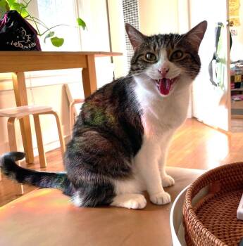 Tabby and Domestic Short Hair Cats Available for Adoption - Koala | PetCurious