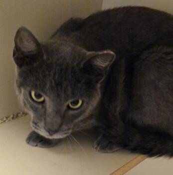 Harley Vantine -  Domestic Short Hair Cat for Adoption in Windsor, Connecticut - Harley Vantine | PetCurious