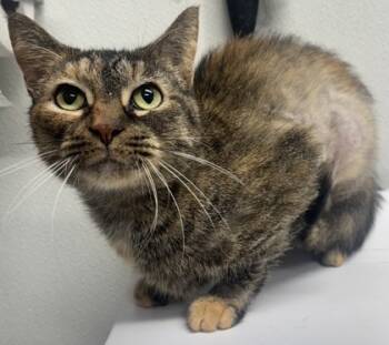 Rescue Domestic Short Hair Cats for Adoption in West Chester, Pennsylvania - Auburn | PetCurious