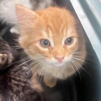 Ron Weasley -  Domestic Long Hair Cat for Adoption in Charleston, West Virginia - Ron Weasley | PetCurious
